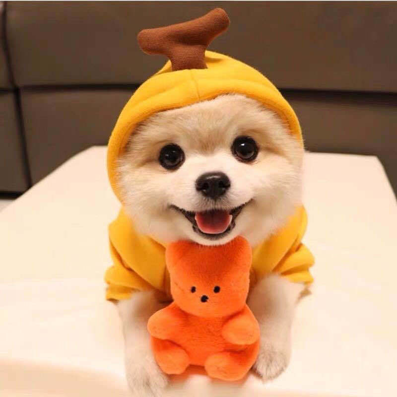 Dog Autumn And Winter Pet Clothing